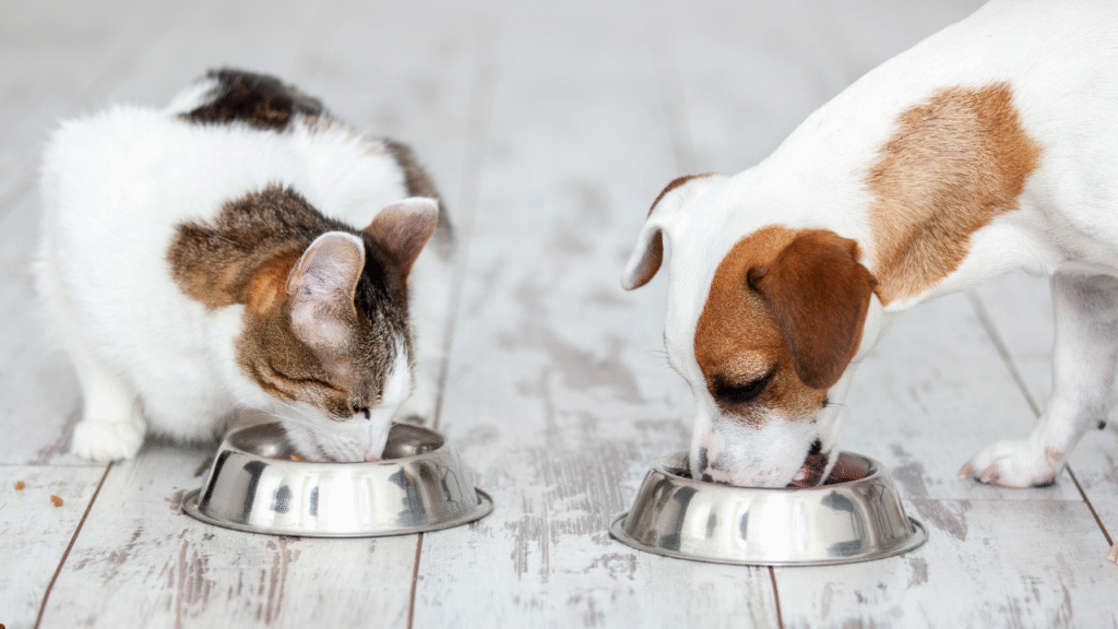 dog and cat eating