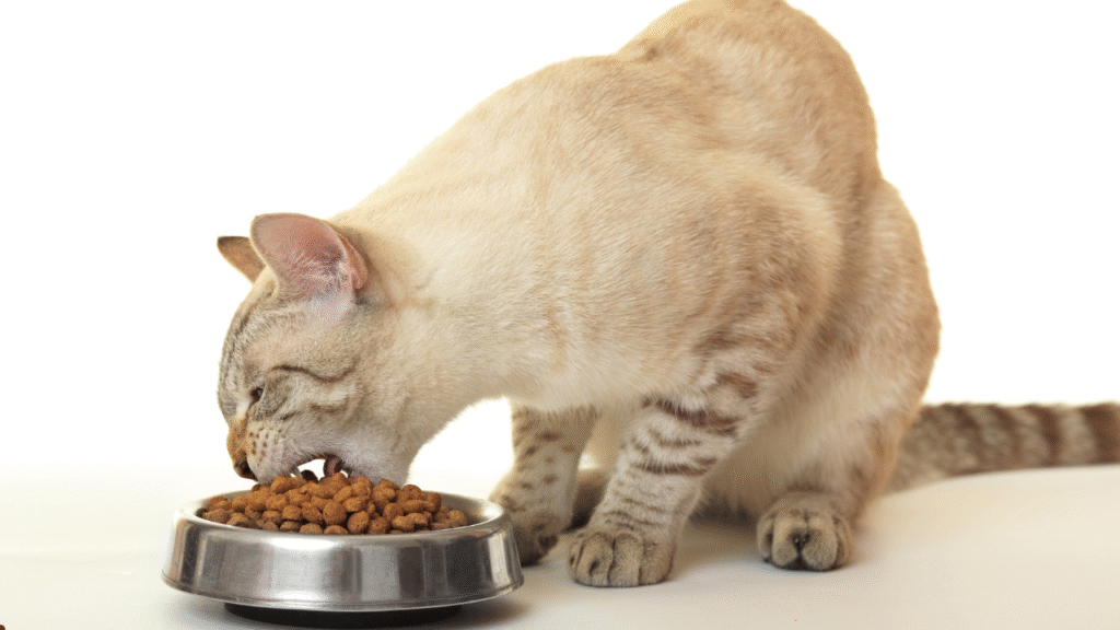 dry cat food