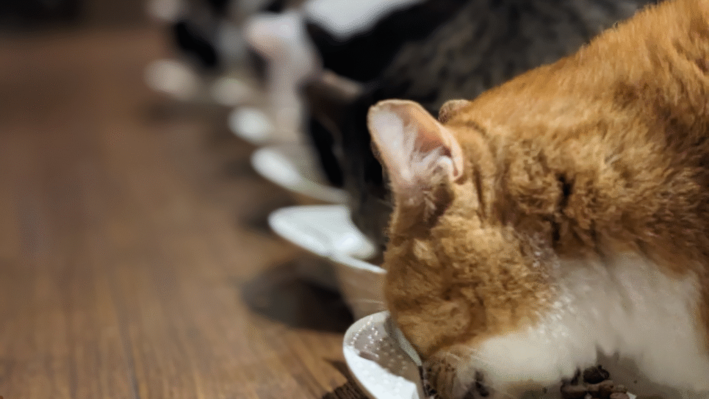 freeze dried cat food