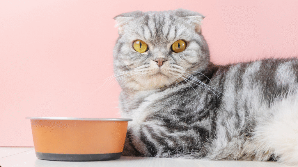 yellow eye cat