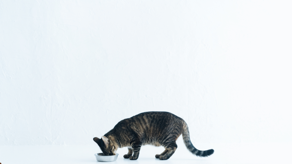 hypoallergenic cat food