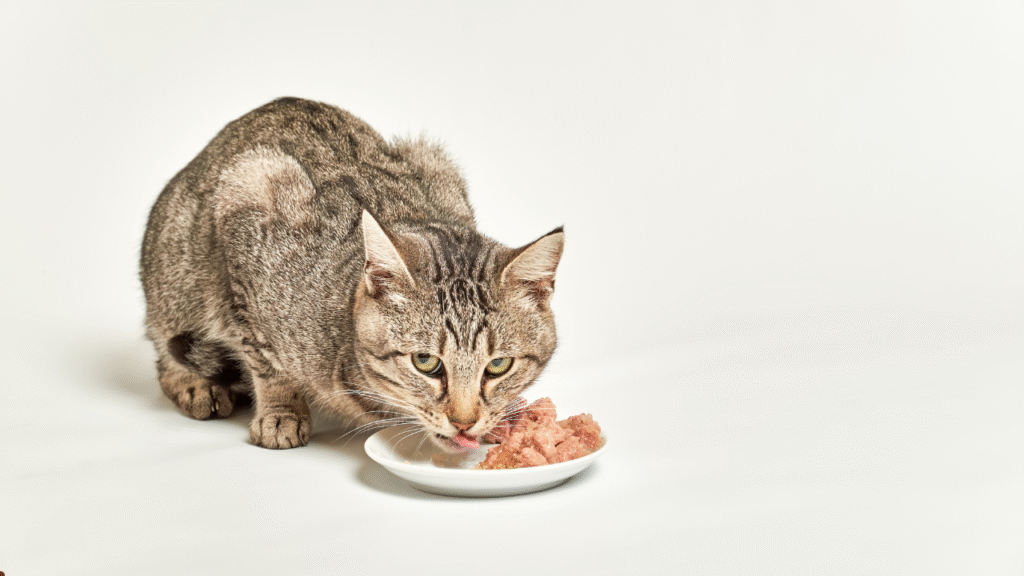 Cat eating