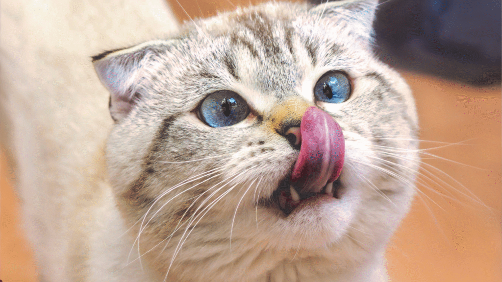 fromm cat food