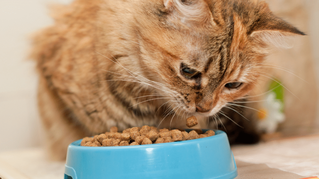 cat eating