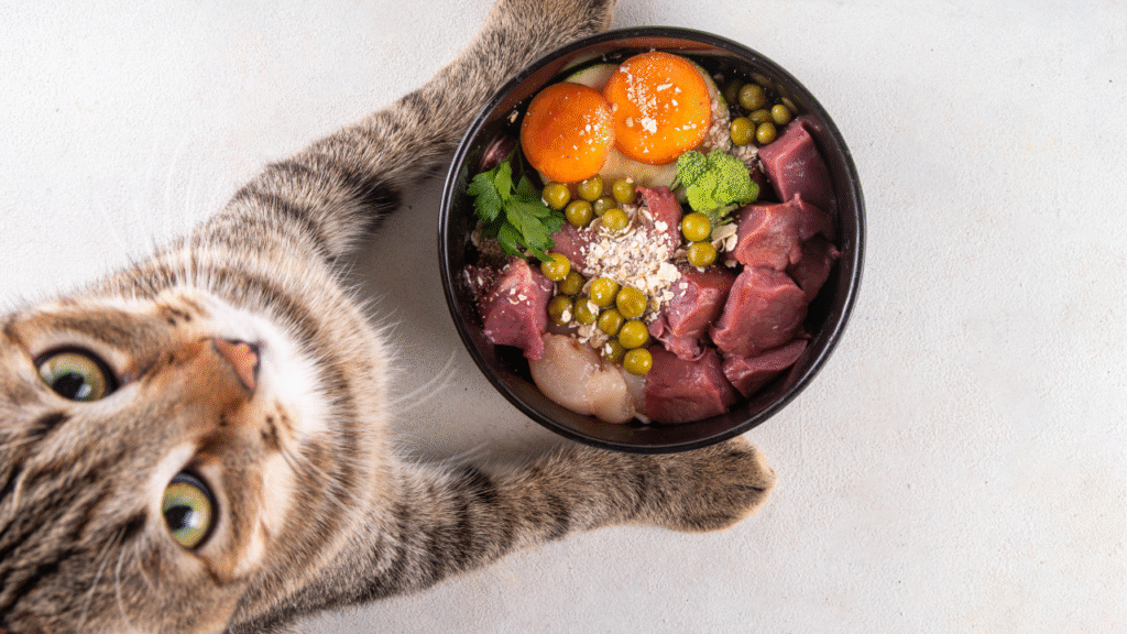 cat eating