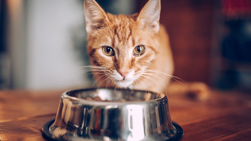 fresh cat food