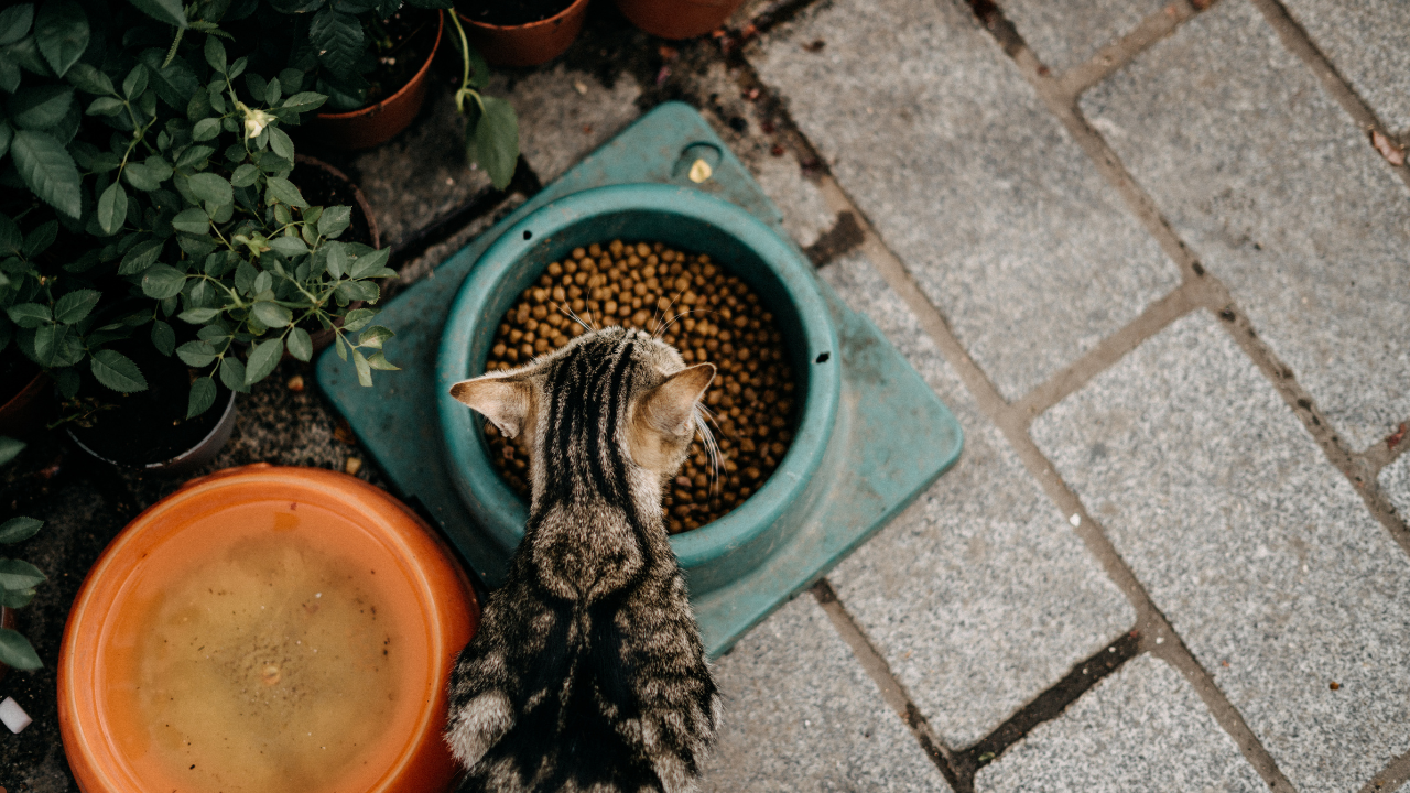 fromm cat food