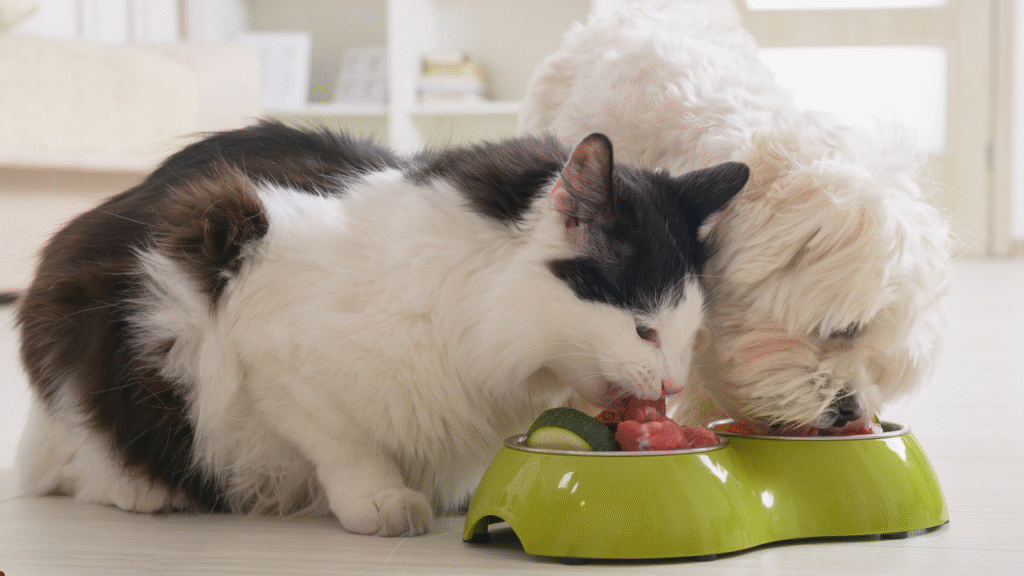 dog and cat eating