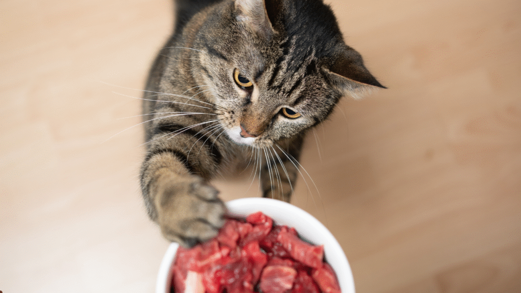hypoallergenic cat food