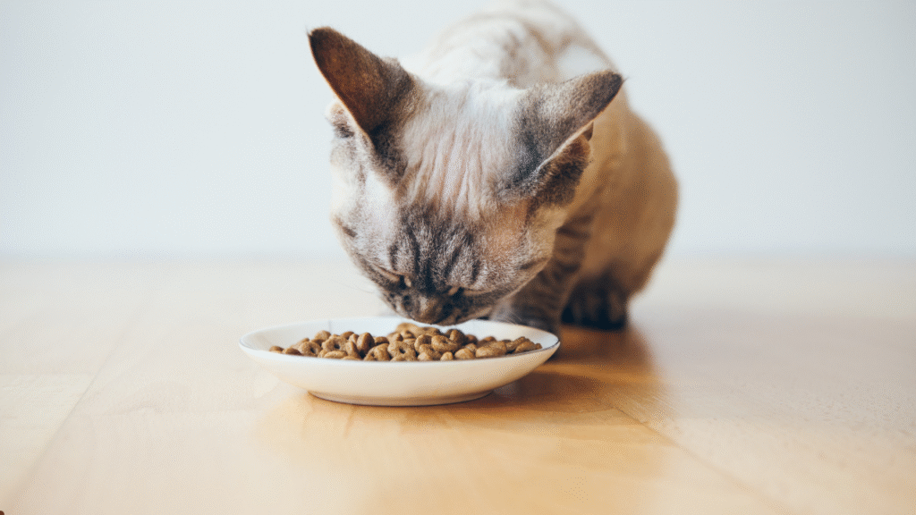 fresh cat food