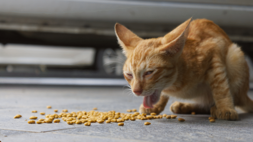 allergic cat