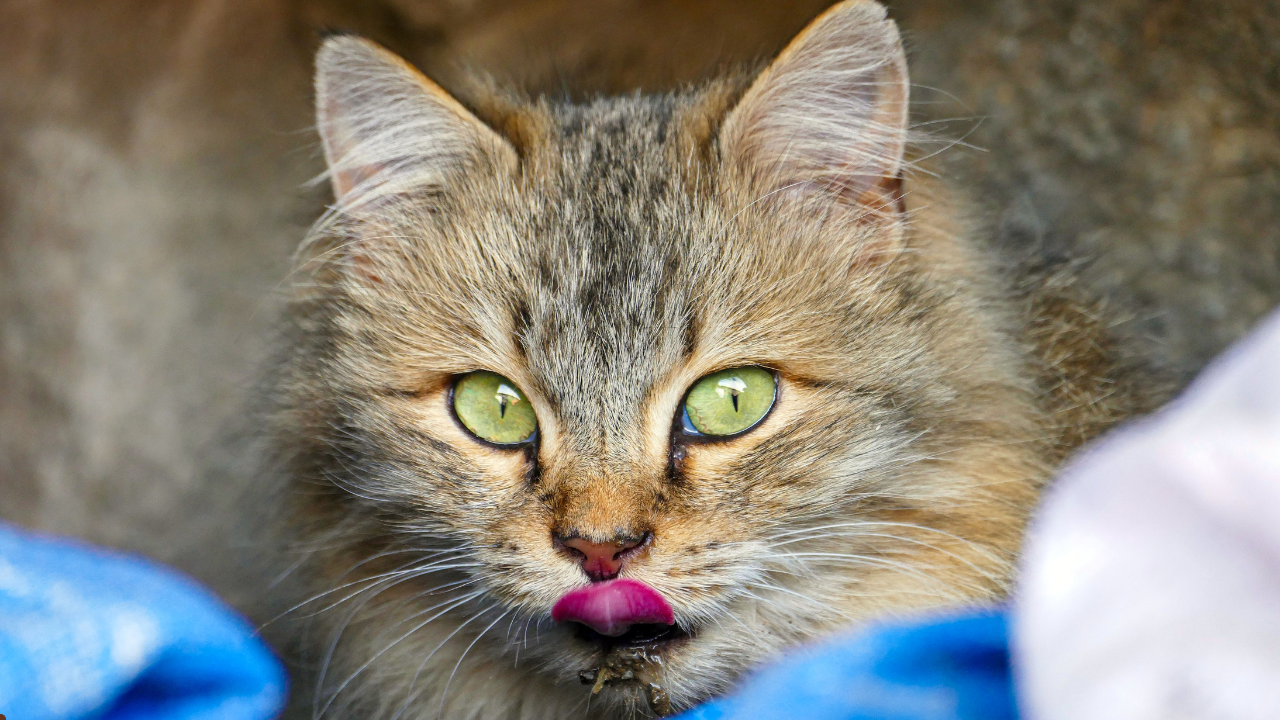 hypoallergenic cat food