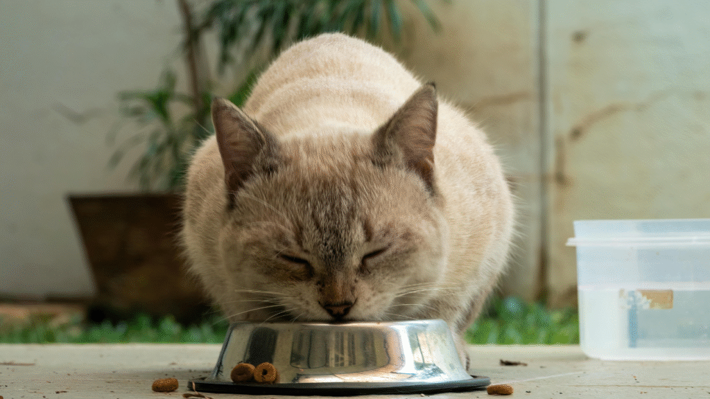 cat eating