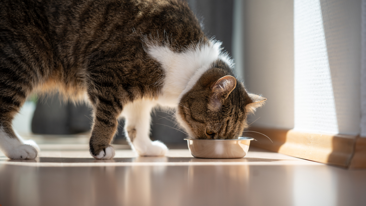 gentle giants cat food
