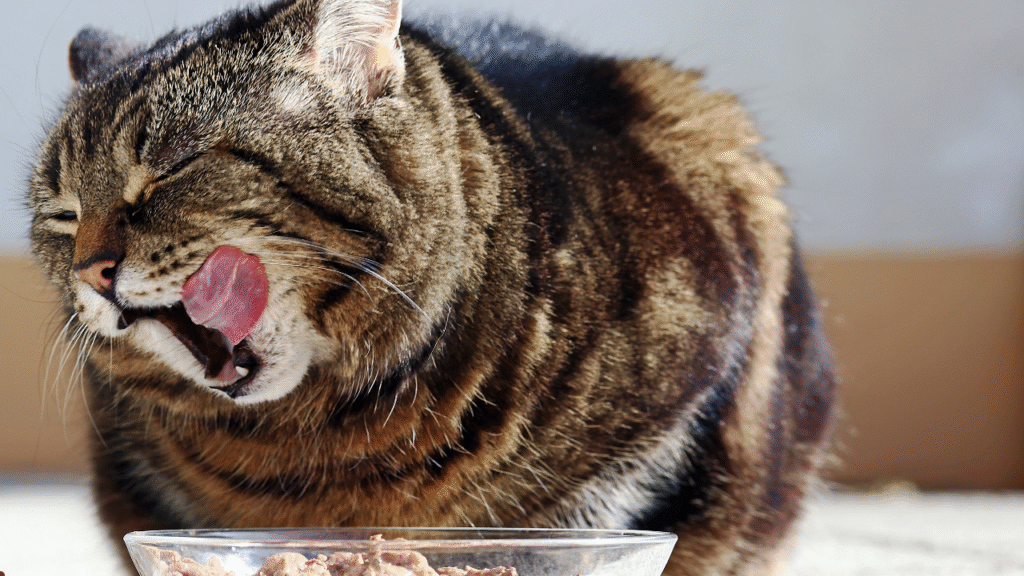 cat food