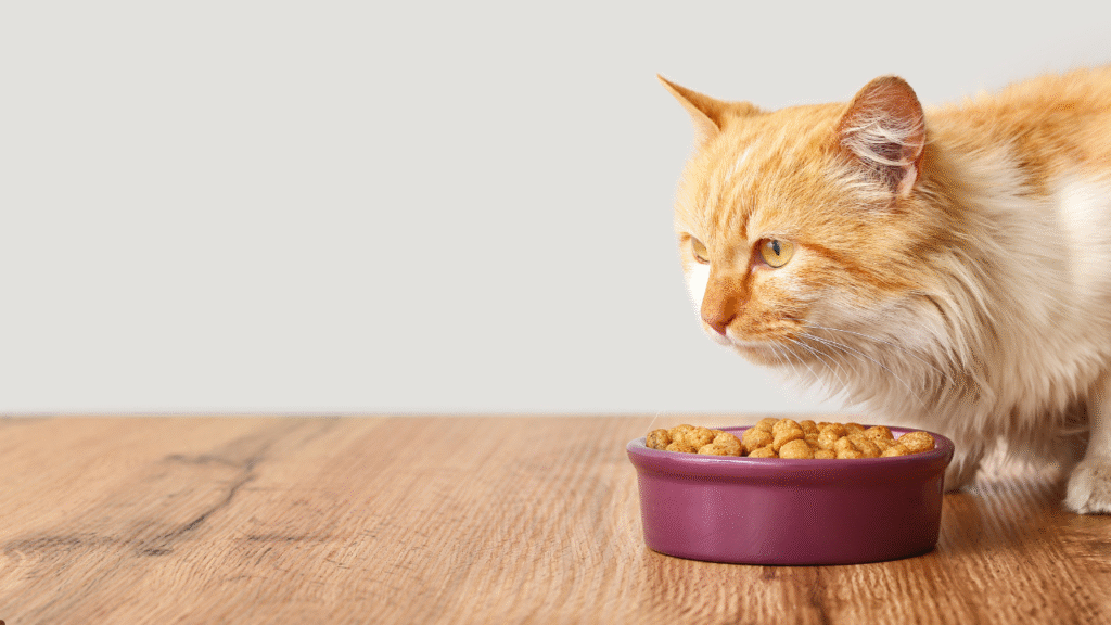 fromm cat food