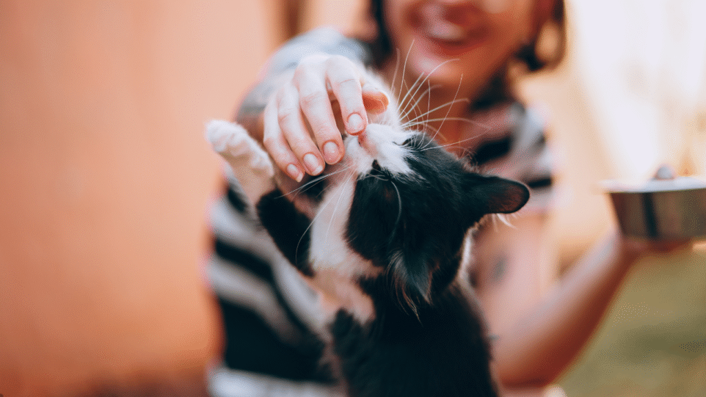 cat jumping