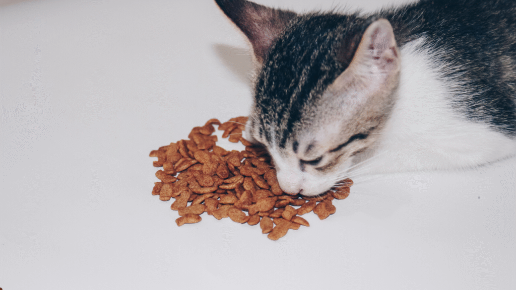 cat eating