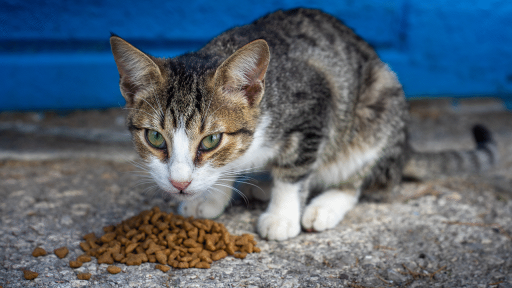 cat eating