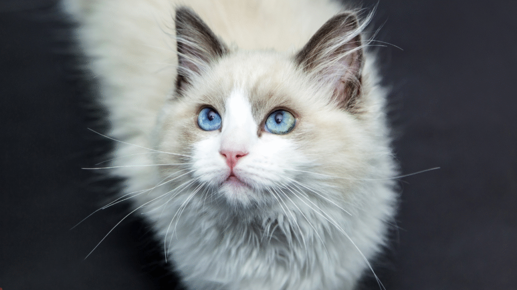 cat food