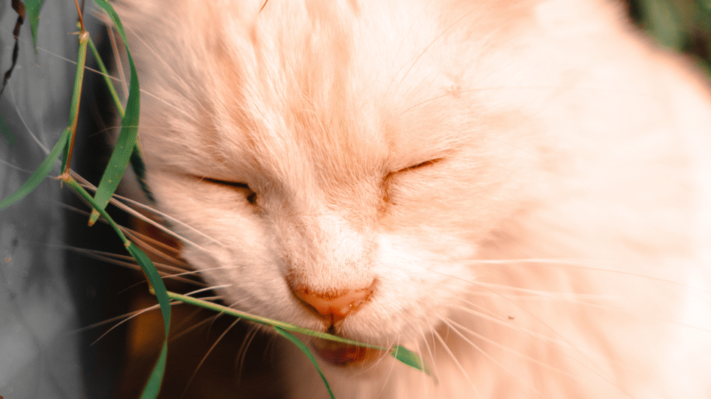 cat scratching
