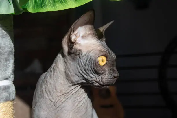 Black Sphynx