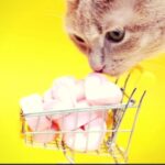 Can Cats Eat Marshmallows? What Every Pet Parent Should Know