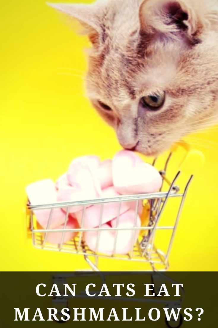 Can Cats Eat Marshmallows? What Every Pet Parent Should Know