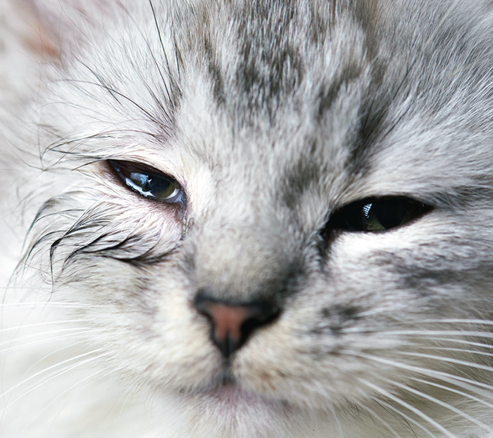 Cat Sneezing and Watery Eyes