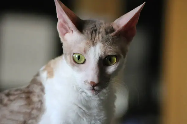 Cornish Rex