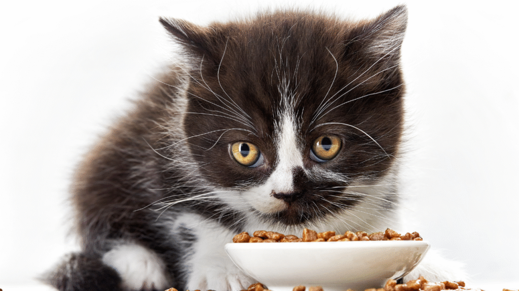 cat food reviews