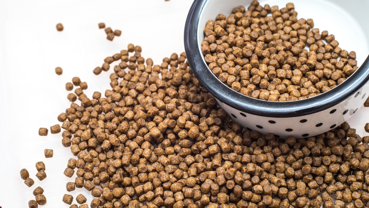 Earthborn Holistic Feline Vantage Grain Dry Cat Food