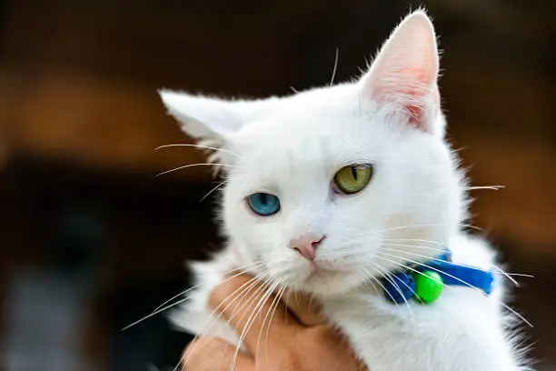Japanese Bobtail
