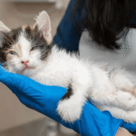 can cats get parvo virus