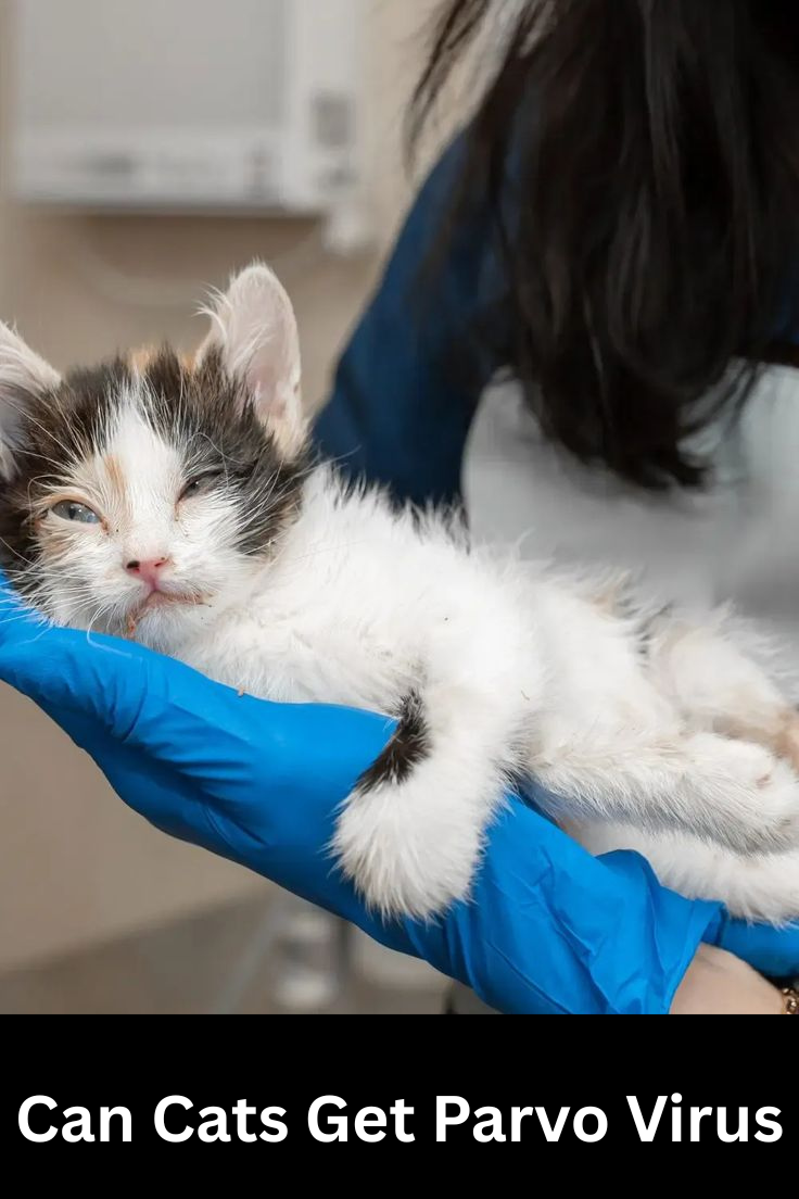 can cats get parvo virus