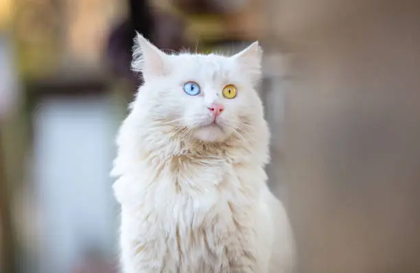 Turkish Van cat