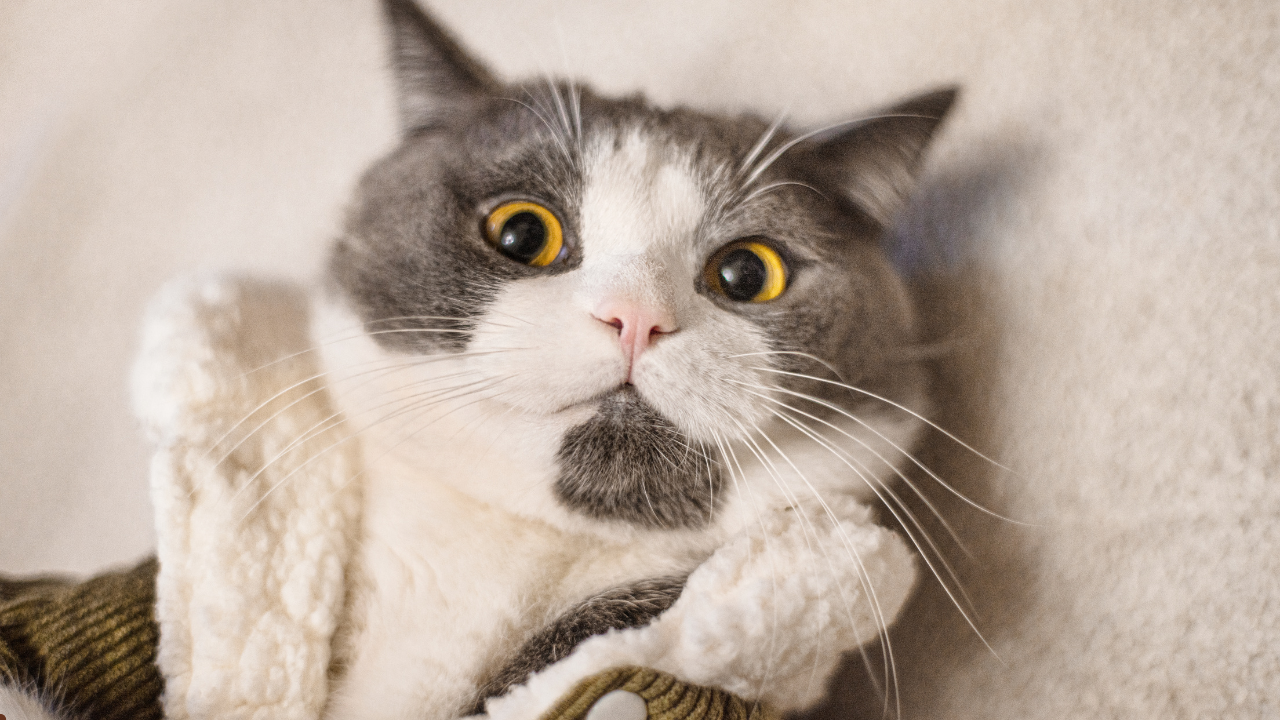 beyond cat food