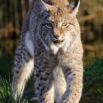 bobcat
