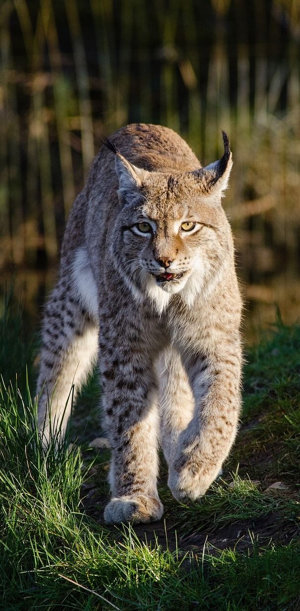 bobcat