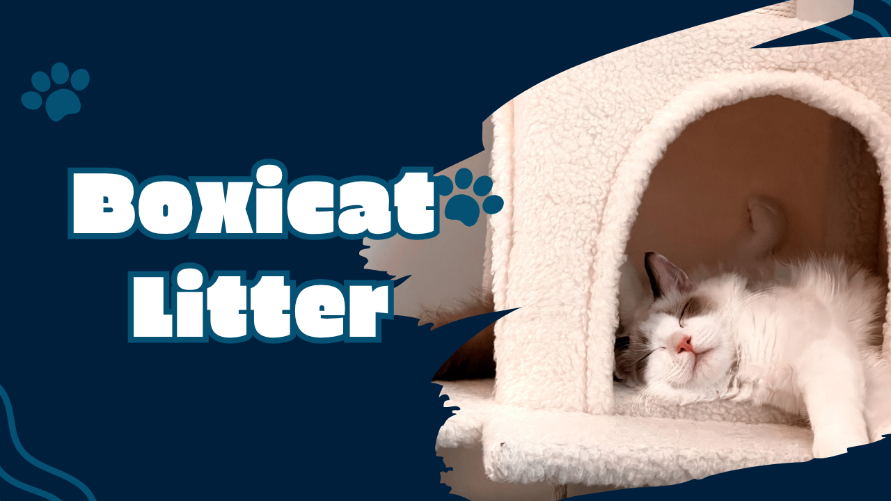 boxicat litter