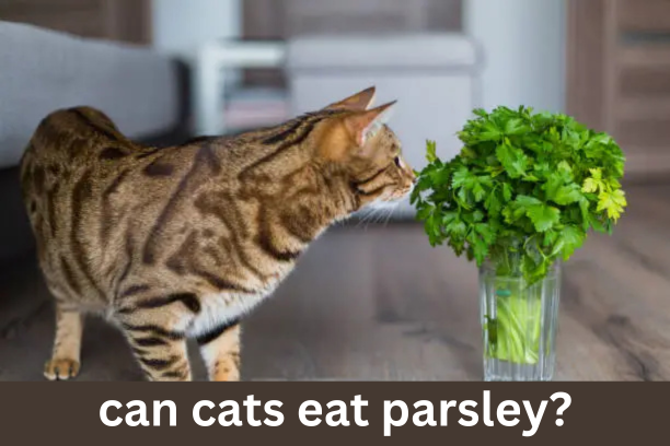 can cats eat parsley?