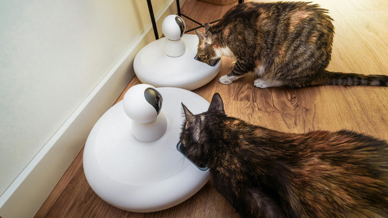 dry cat food surfin