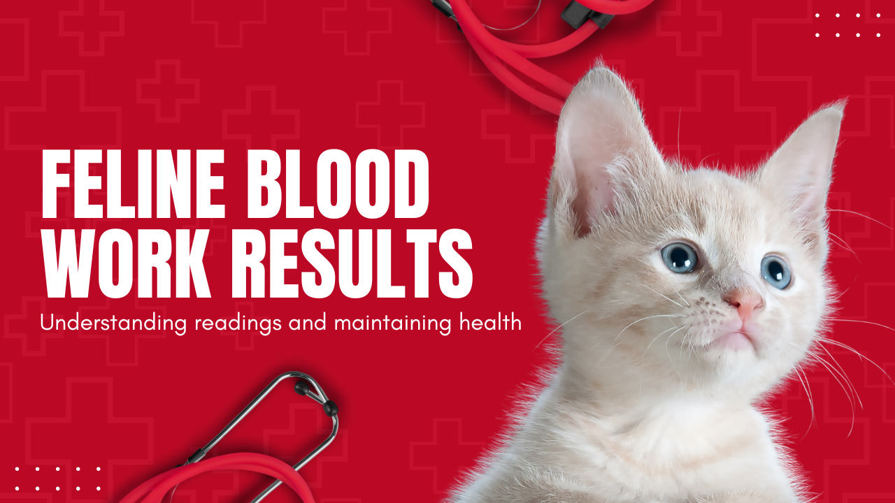 feline blood work results