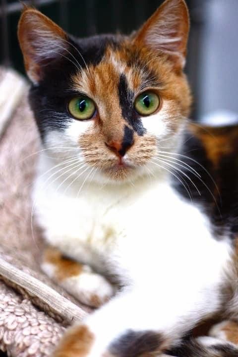harlequin cat