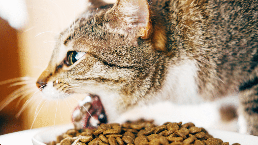 cat eating food
