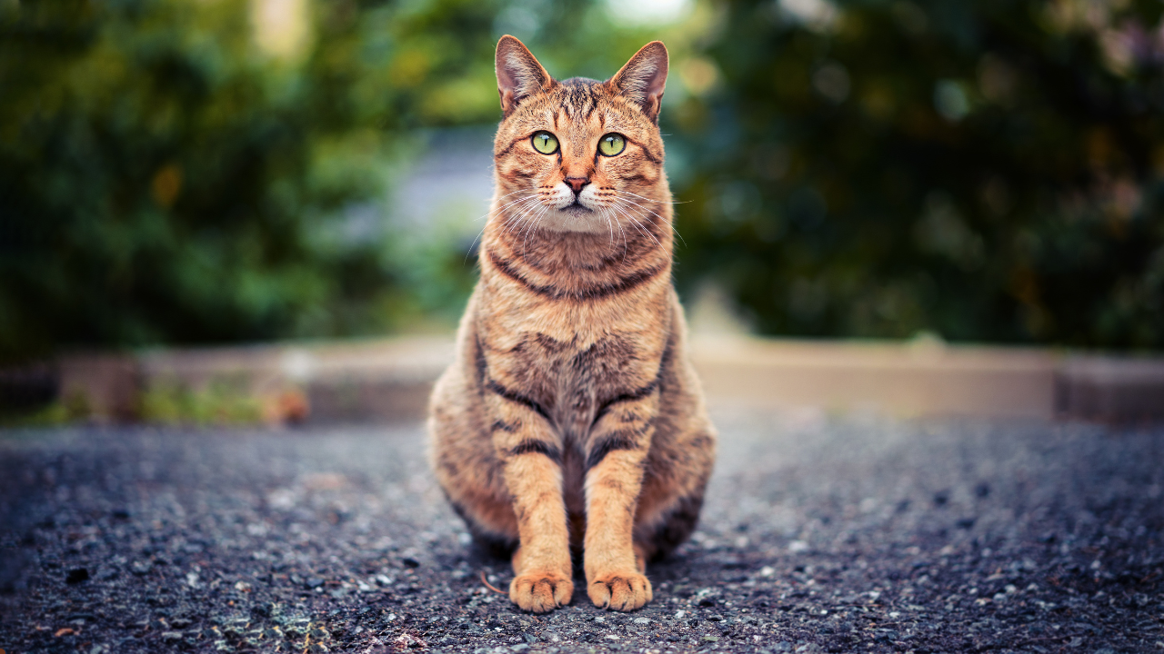 iams wet cat food