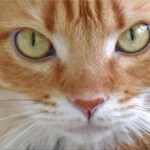 lentigo-cat