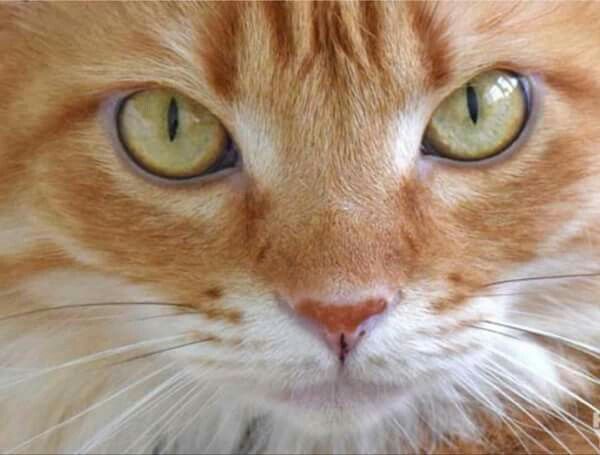 lentigo-cat