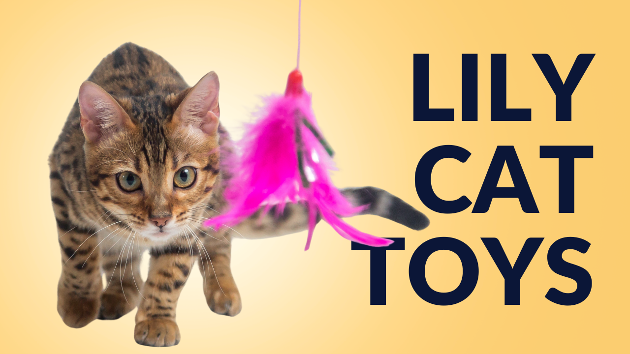lily cat toy