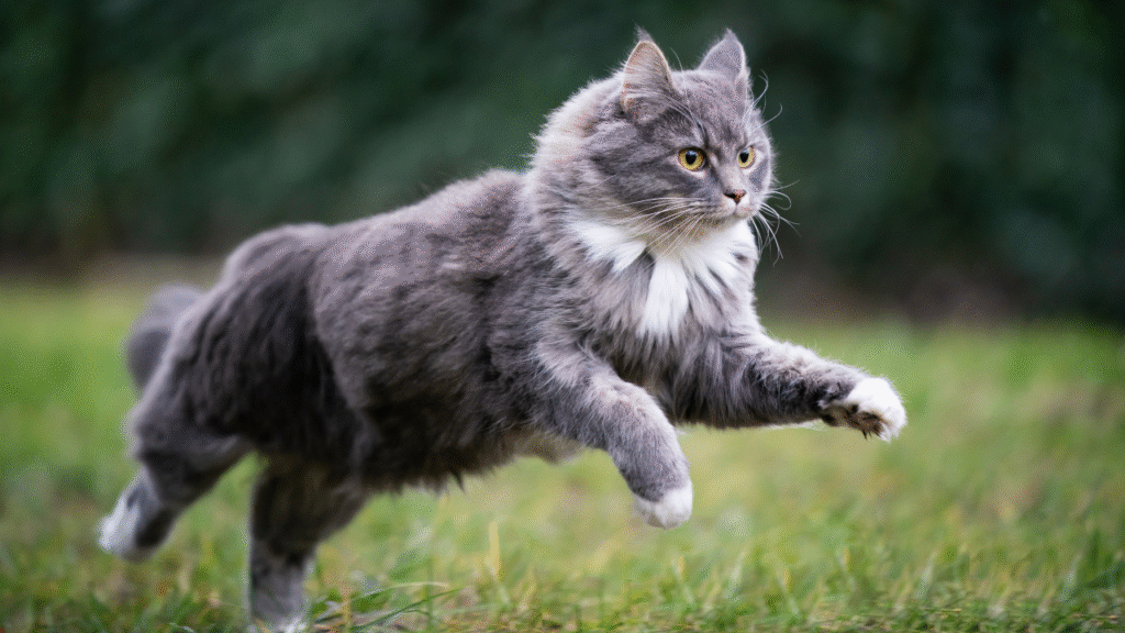 farmina cat food